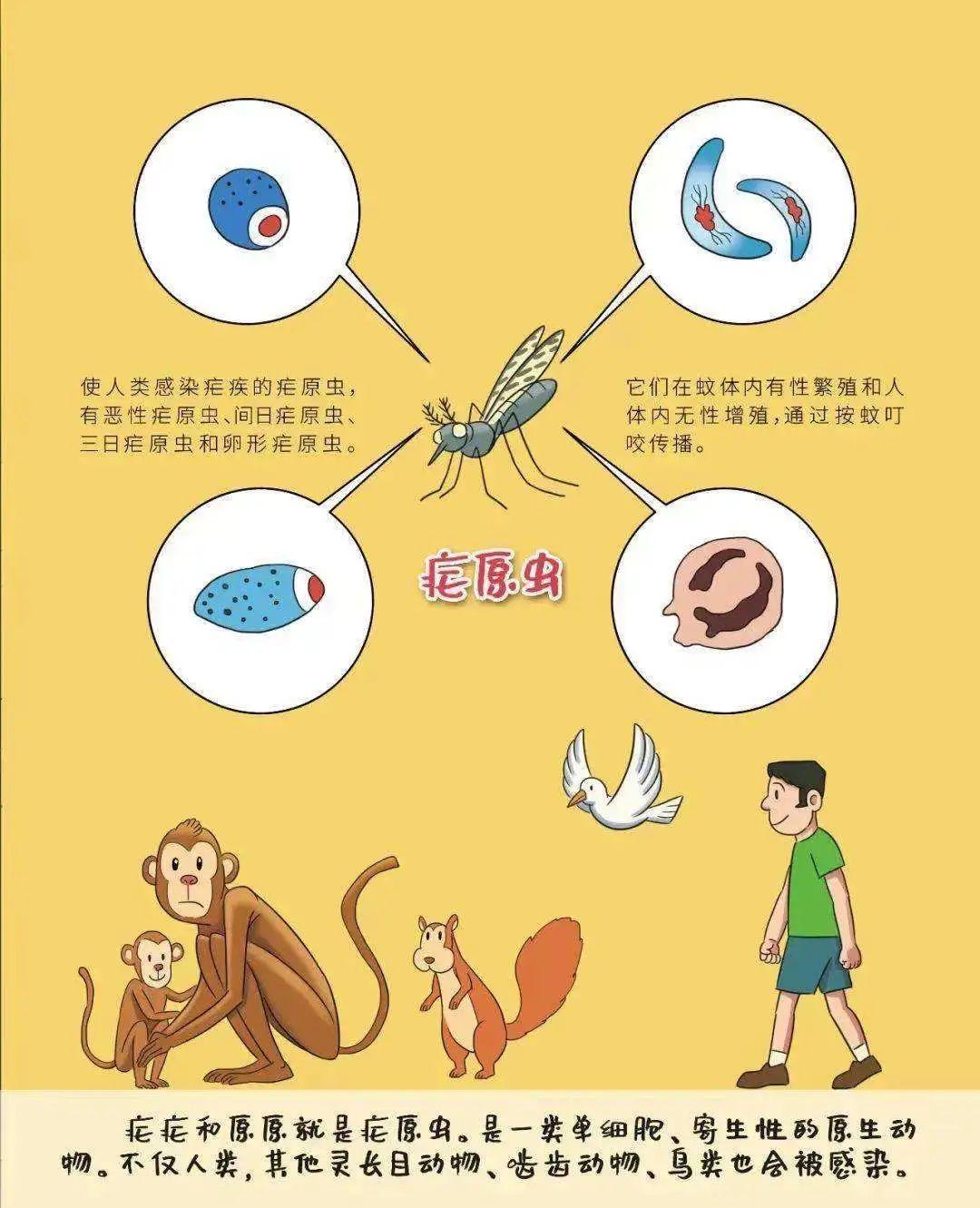 广东蚊子传染病最新消息/广东蚊子传染病最新消息今天