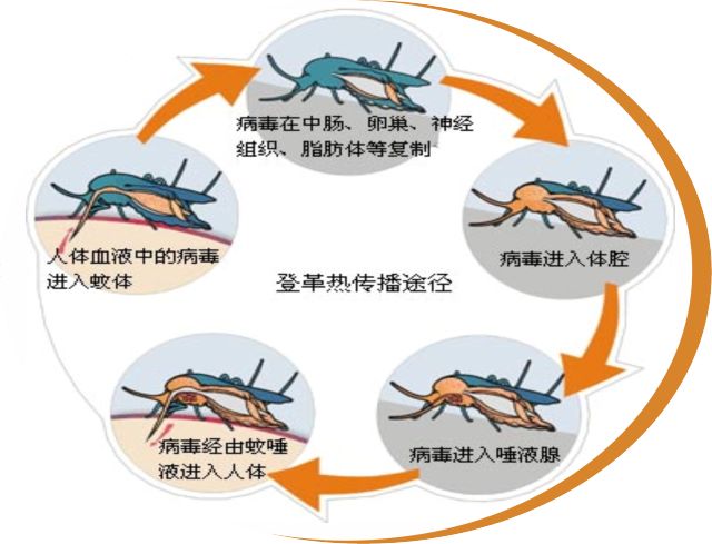 【基孔肯尼亚热与登革热的鉴别要点,基孔肯尼亚病毒图片】