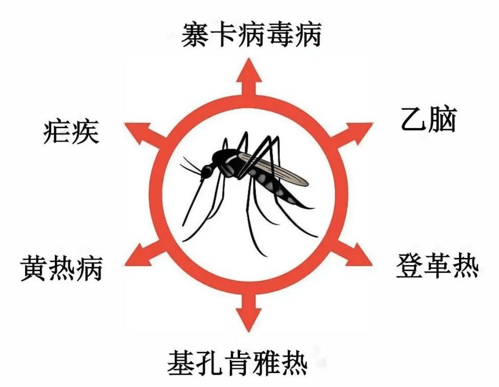 【广州基孔肯尼亚热传播途径,基孔肯尼亚与登革热】