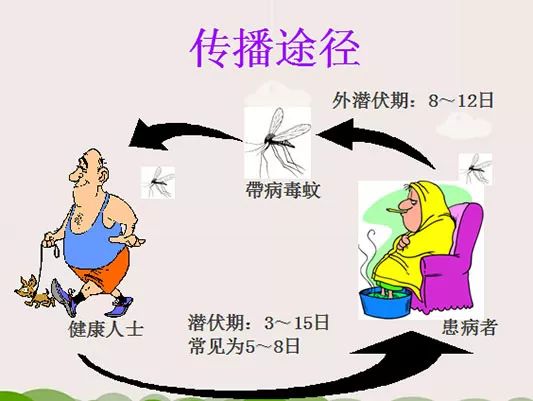 登革热传播途径/登革热传播途径主要通过什么传播