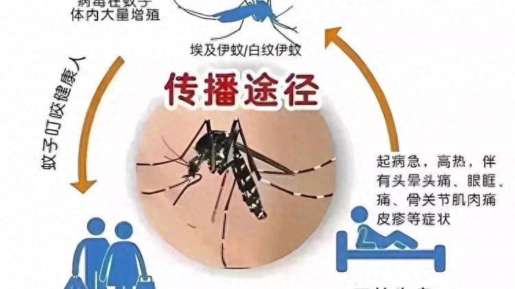 广东一周新增70例登革热病例:登革热广州有多少例