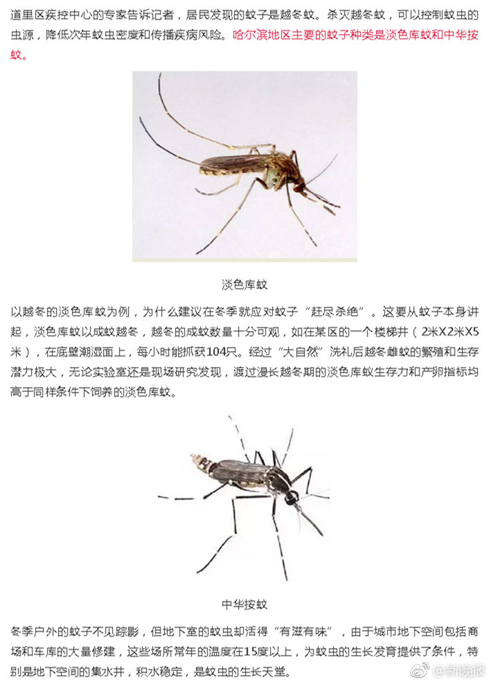 蚊子疫情最新通报武汉最新消息:蚊子疫情最新通报武汉最新消息图片