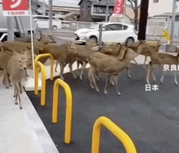 什么时候疫情全面解封/什么时候疫情全面解封最新消息