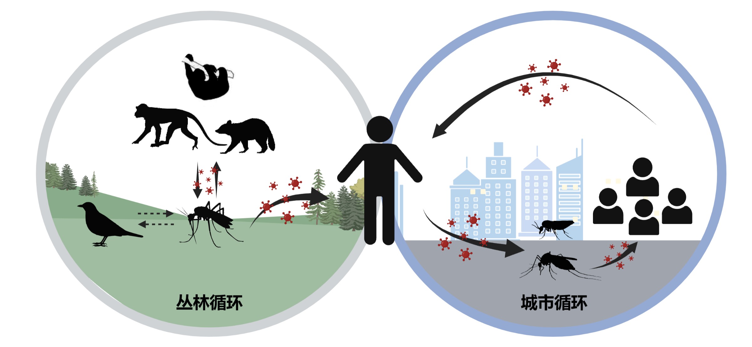 预防基孔肯尼亚热图片:基孔肯尼亚病毒的临床表现