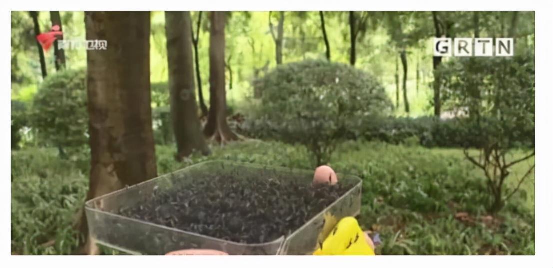 【广东蚊子传染病图片/广东蚊子病毒】