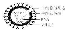疫情是啥病毒类型/疫情是啥病毒类型的
