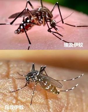 怎么判断是不是伊蚊咬的包:伊蚊咬的包是什么样子