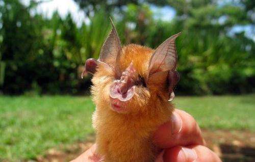 【新冠吃蝙蝠的人是谁,新冠是有人吃蝙蝠?】