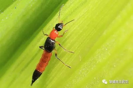 【被伊蚊咬了伤口表面图,被伊蚊咬了怎么止痒】