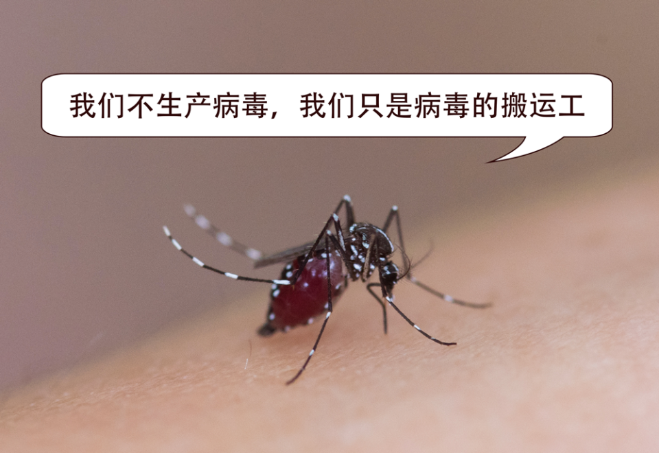 【登革热潜伏期一般为多少天,登革热咬了几小时有症状】