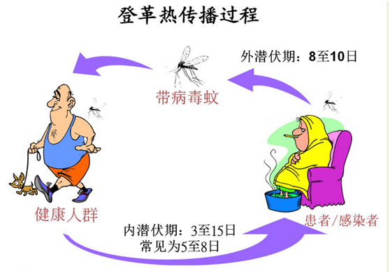 登革热症状及治疗方法/登革热症状及治疗方法可以用白蛋白吗