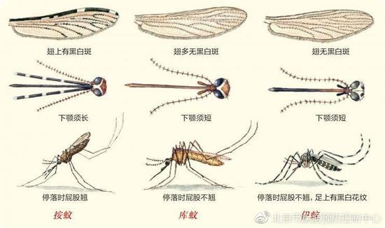 广东蚊子传染病症状/广东蚊子传染病症状图片大全