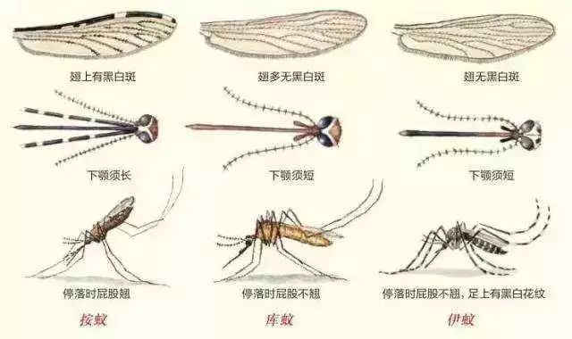 蚊子腹部黑白花纹:被黑白条纹蚊子咬了怎么办