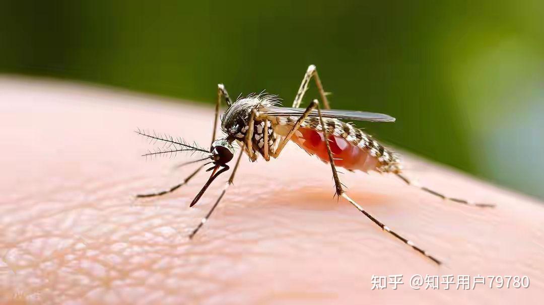 广东蚊子传染病会死人吗:广东蚊子传染病会死人吗视频