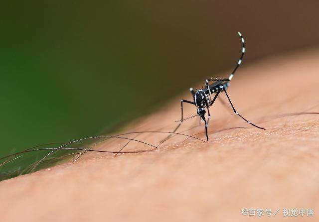 白纹伊蚊/白纹伊蚊是花蚊子吗