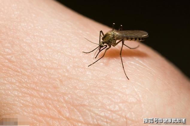 蚊子疫情最新通报河北最新消息:蚊孑图片