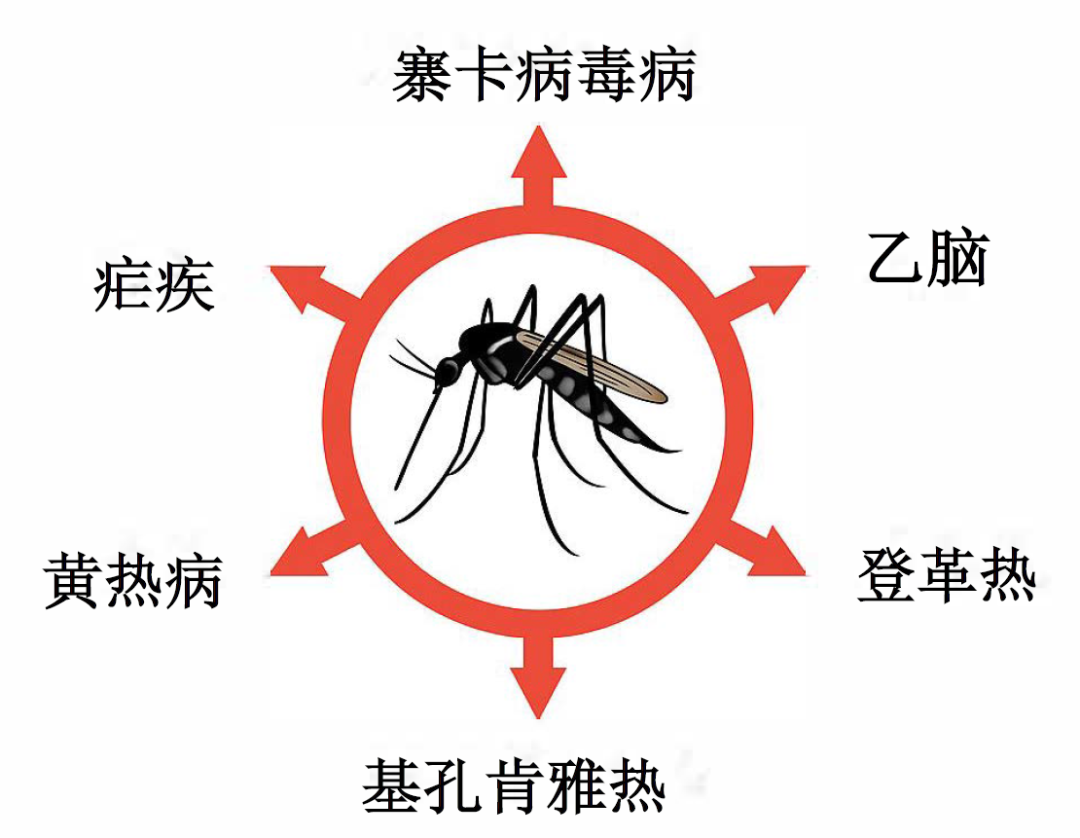 基孔肯雅热一般几天自愈/基孔肯尼亚病毒图片