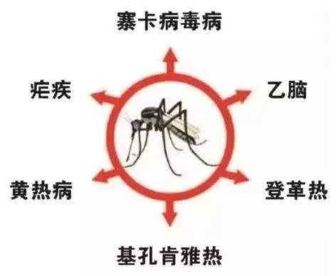 基孔肯尼亚与登革热症状（基孔肯尼亚病毒图片）