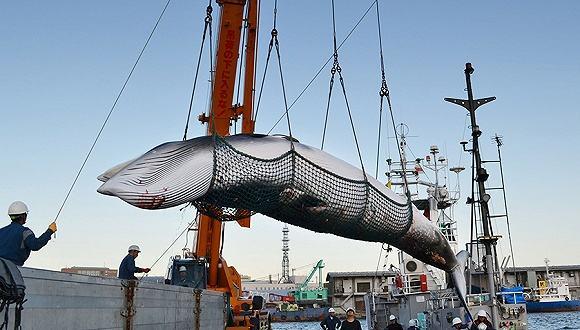 上海新疫情最新情况2024年/上海新疫情数据