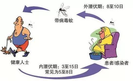 【登革热传播途径有哪些,登革热传播途径人与人传播吗】