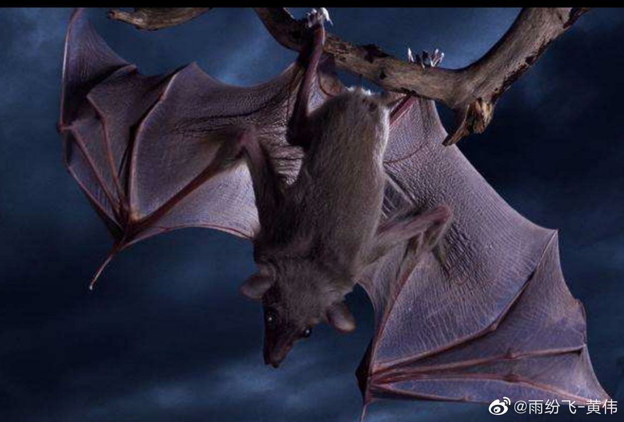 新冠病毒是吃蝙蝠吃的吗:新冠病毒是吃蝙蝠吃的吗会传染吗