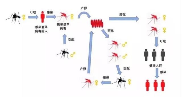 广东蚊子传染病毒死亡人数（广东蚊子传染病毒死亡人数最新）