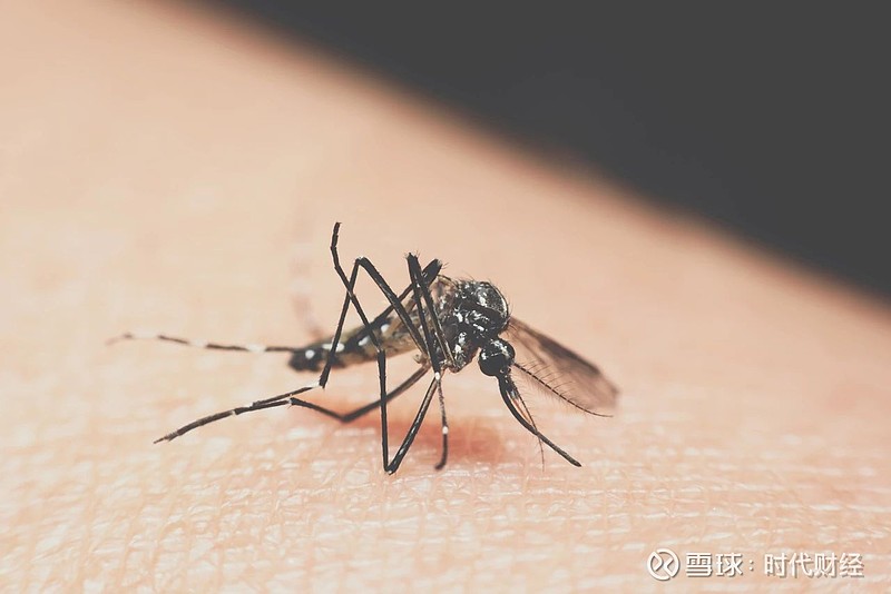 关于广东蚊子基孔肯雅热症状的信息