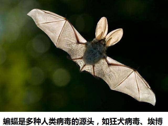 【新冠最开始是吃蝙蝠吗,是谁说新冠是吃蝙蝠】