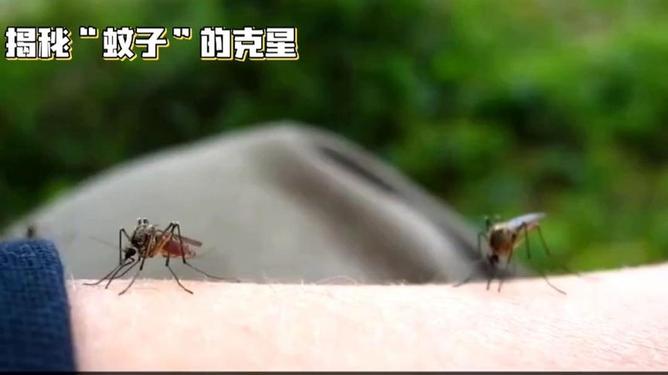 黑蚊子的克星（家里有黑蚊子怎么消除）