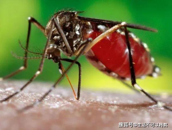 广东疫情蚊子症状有哪些（广东疫情蚊子症状有哪些地方）