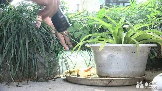 基孔肯雅热皮疹图片/热疹图片和症状