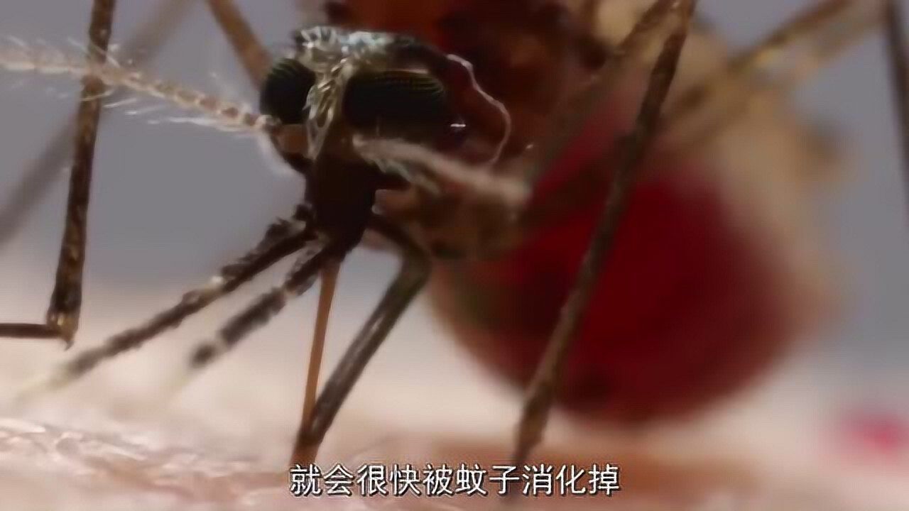 蚊子疫情人传人吗/疫情通过蚊子传播吗