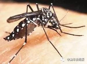 蚊子疫情症状（山东蚊子疫情症状）