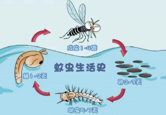 基孔肯雅热最怕三个药/基孔肯尼亚病毒的临床表现