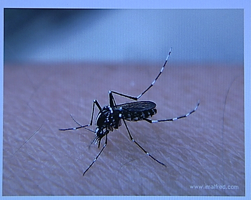 基孔肯雅热蚊子图片（基孔肯尼雅病毒感染症状）