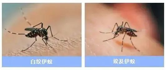 【伊蚊读音,伊蚊怎么消灭】