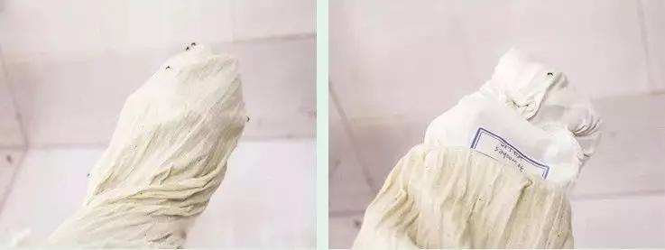纯黑色的蚊子是什么品种:黑色蚊子是什么东西