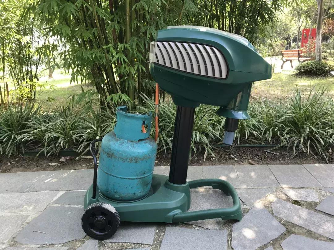 纯黑色的蚊子是什么品种:黑色蚊子是什么东西