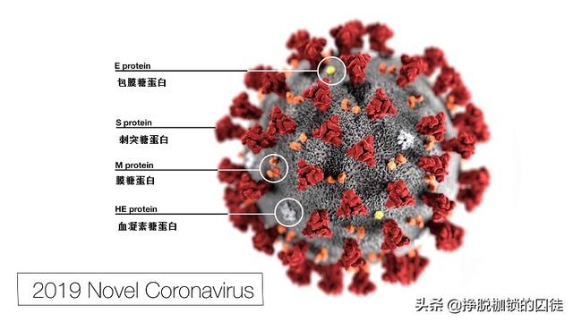 新冠病毒是谁发明出来的/新型冠状病毒谁制造出来的