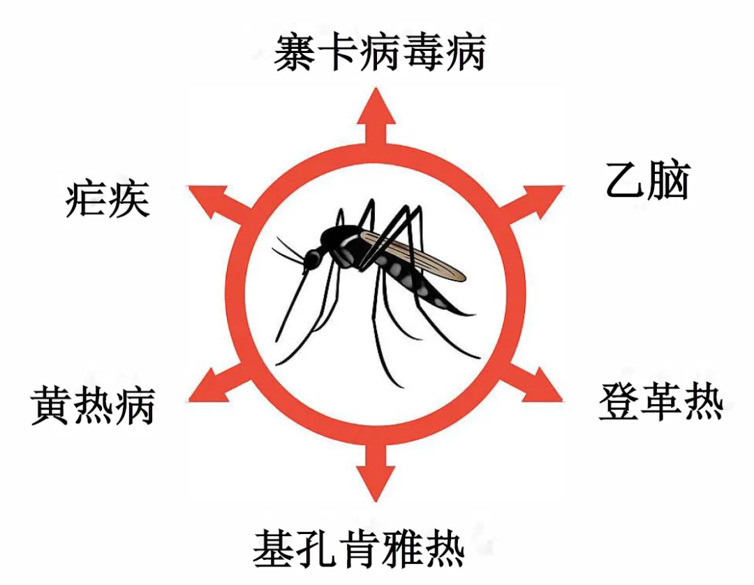 湖南疾控再发基孔肯雅热提示/基孔肯尼雅病毒感染症状