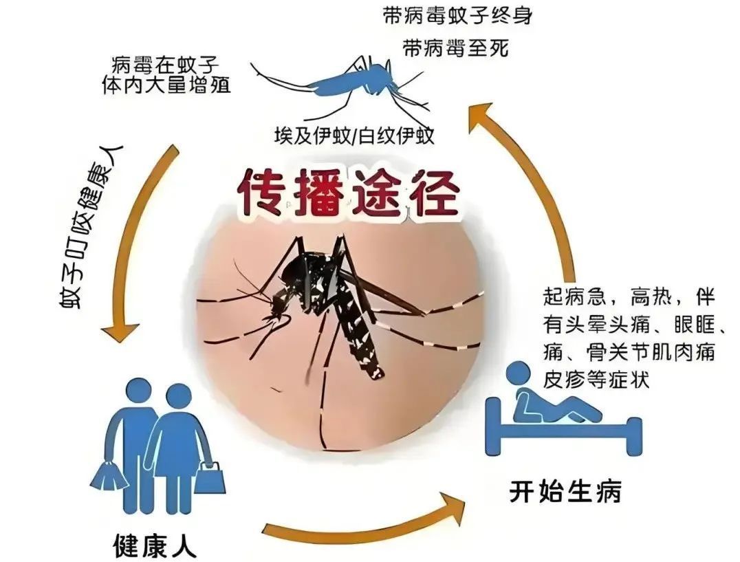基孔肯尼亚热传播途径有哪些:基孔肯尼亚与登革热