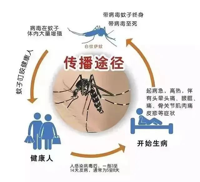 登革热病是什么症状（登革热病毒是由什么传播的）