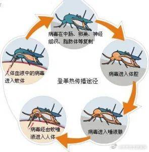 登革热病是什么症状（登革热病毒是由什么传播的）