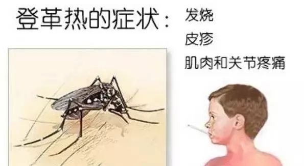 广东蚊子传染病症状有哪些/广东蚊子图片