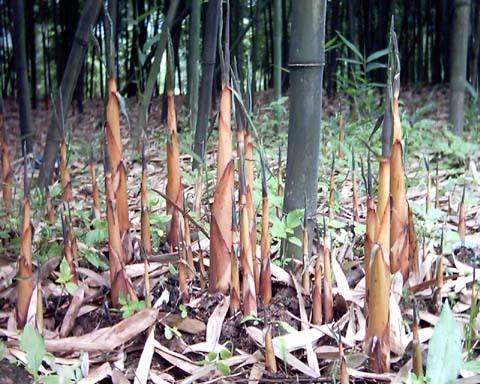 广东疫情最新消息实时更新:广东疫情最新动态实时
