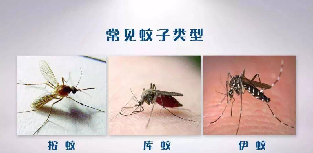 【被黑白条纹蚊子咬了怎么办/被一只黑白条纹的虫子咬了】