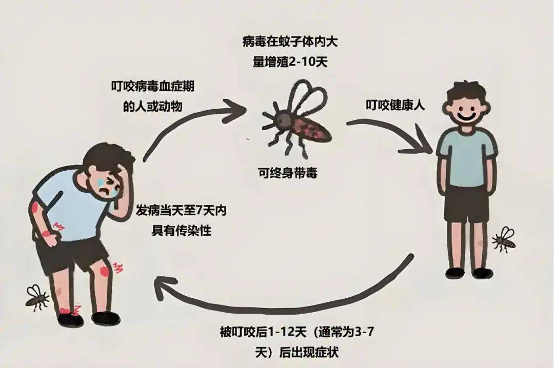 【基孔肯尼亚与登革热鉴别要点,基孔肯尼亚病毒图片】