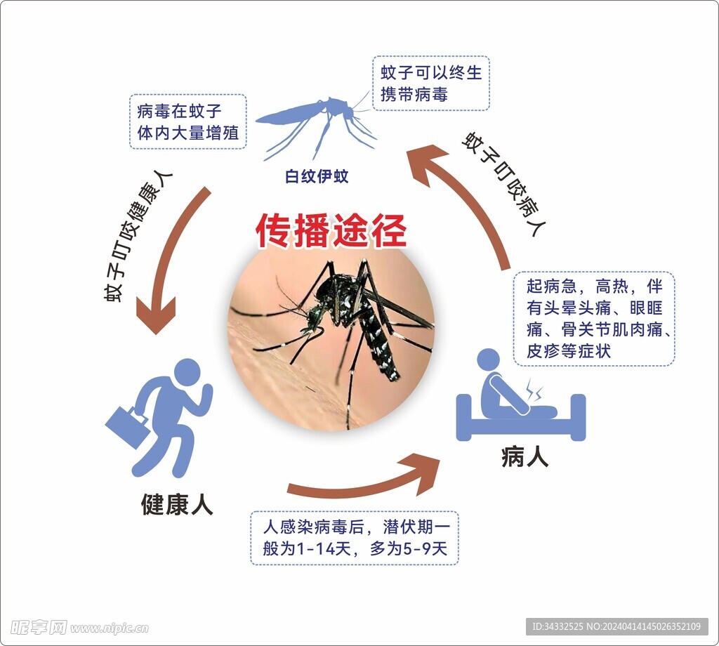登革热传播途径不包括/登革热传播特点