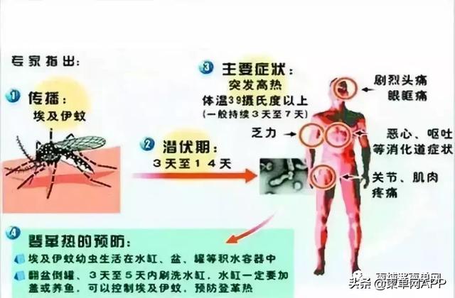 广东登革热蚊子/登革热蚊子属于传播途径吗