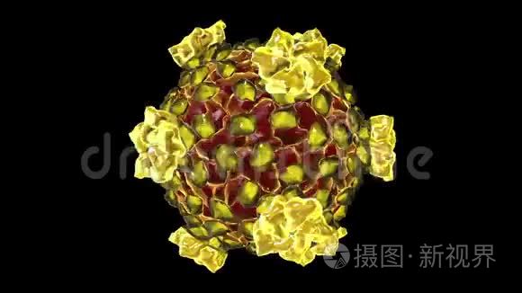 基孔亚病毒（基孔亚病毒传播途径）